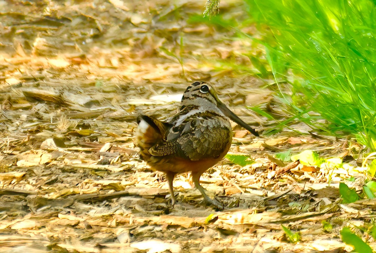 American Woodcock - ML579566451