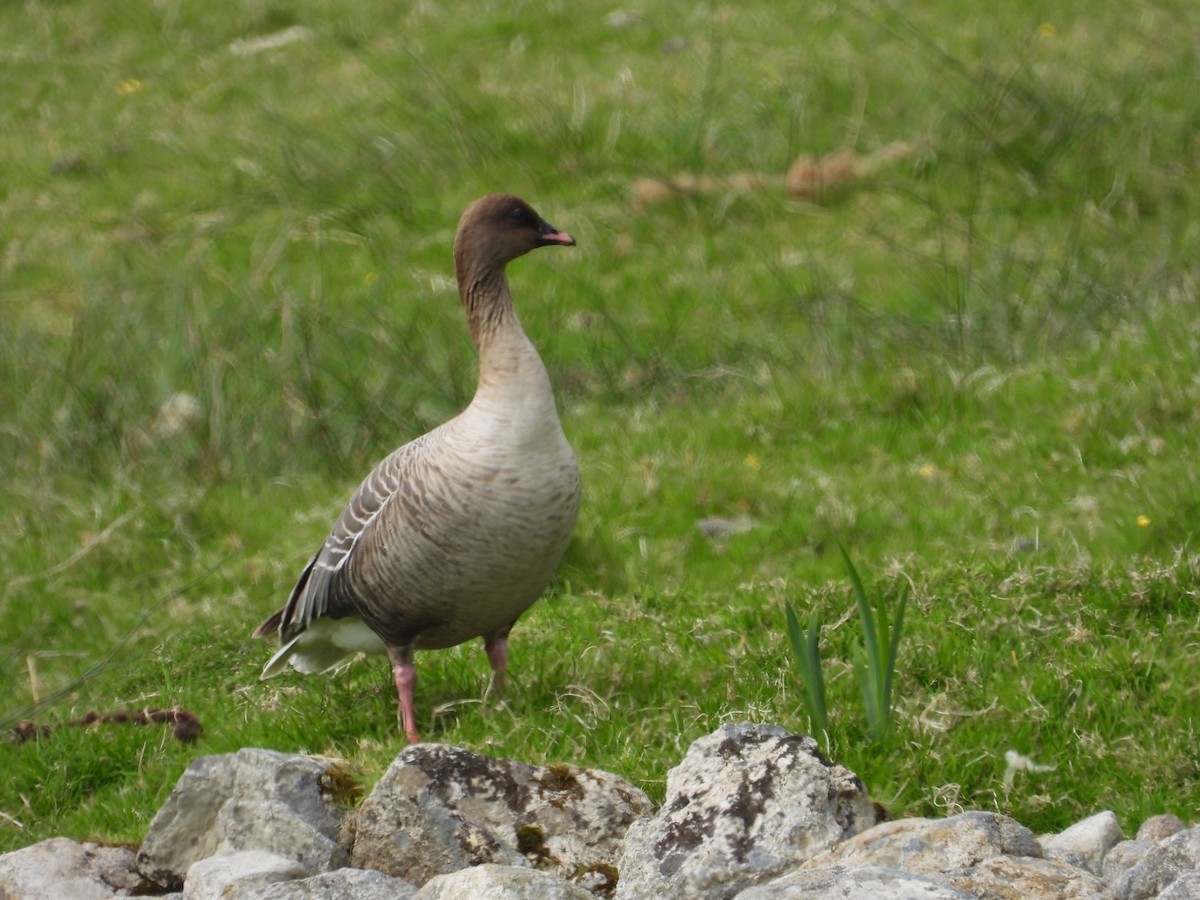 Pink-footed Goose - ML579566681