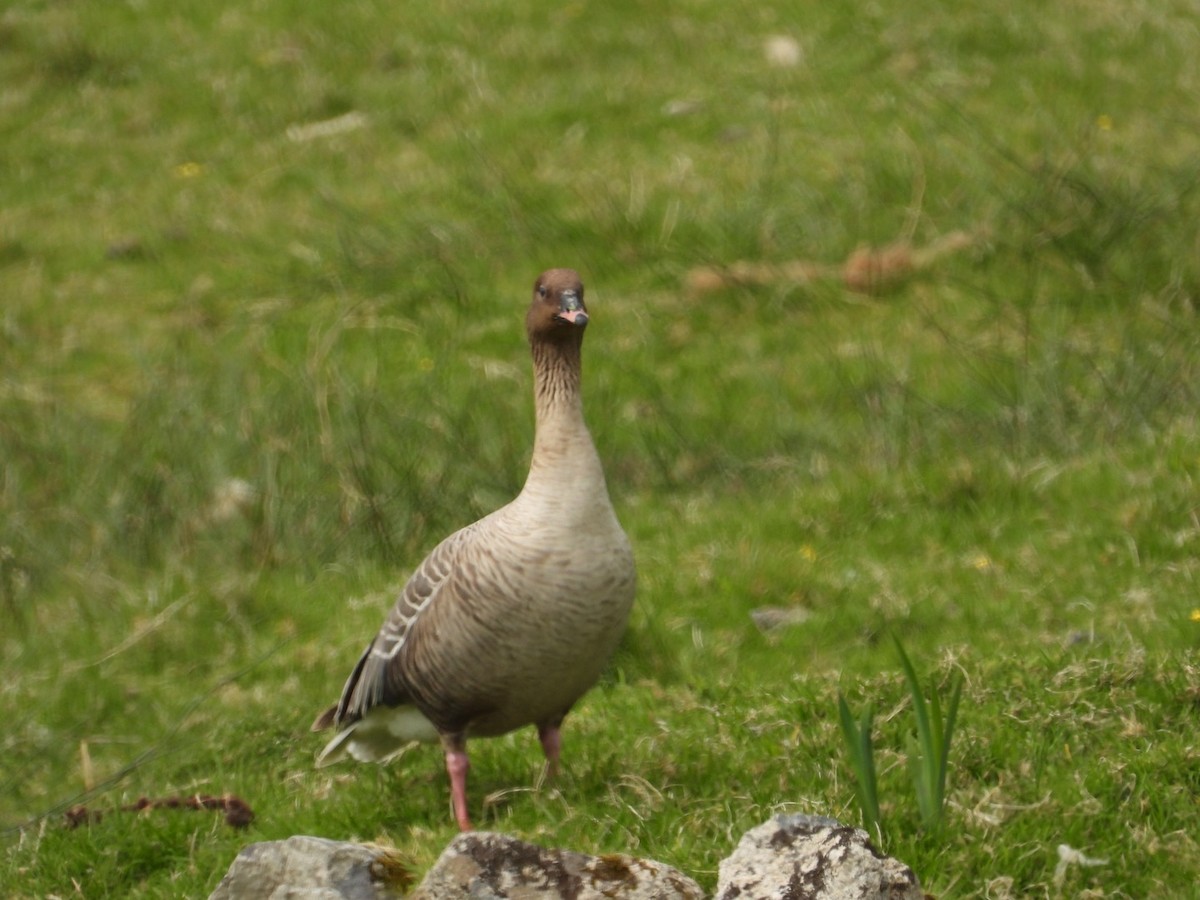 Pink-footed Goose - ML579566691