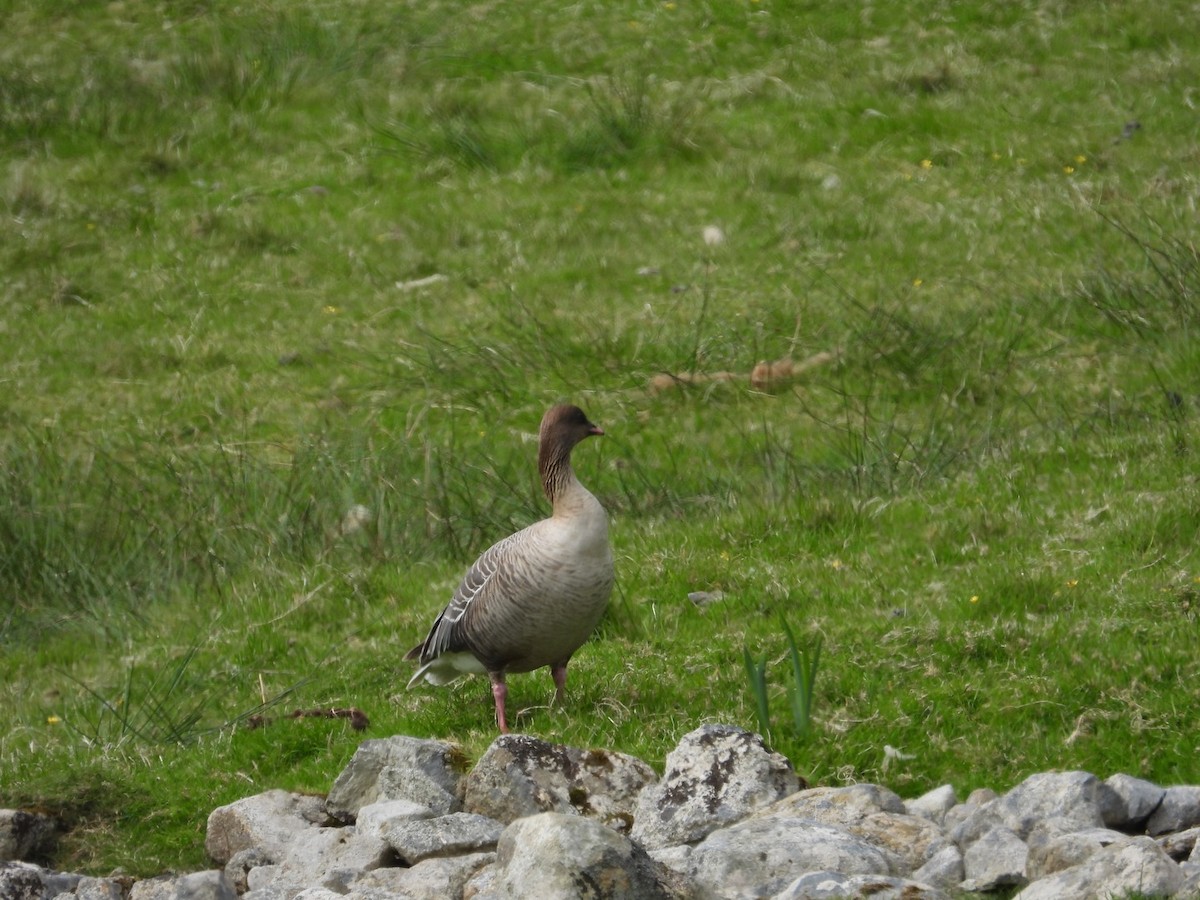 Pink-footed Goose - ML579566701