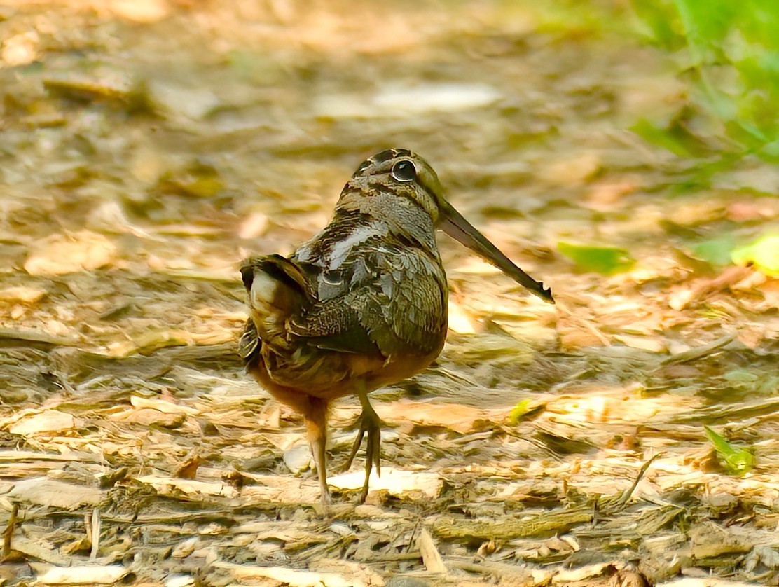 American Woodcock - ML579568311