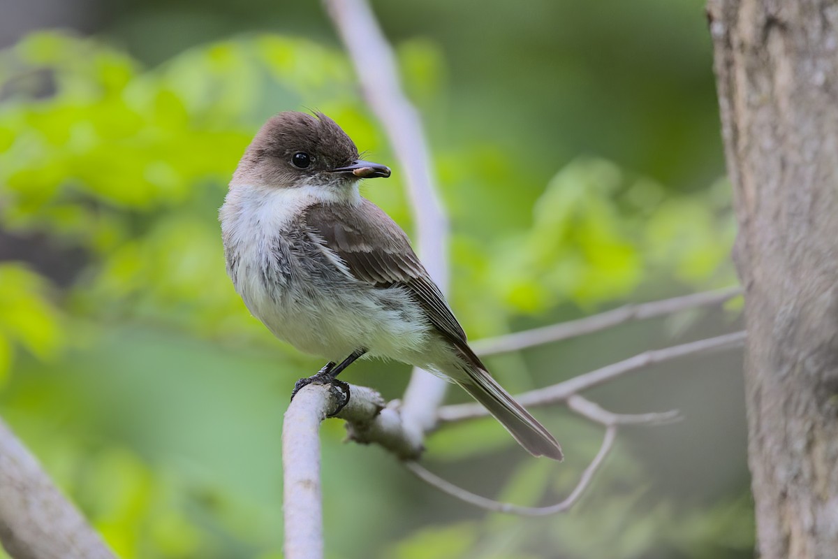 Eastern Phoebe - ML579571111