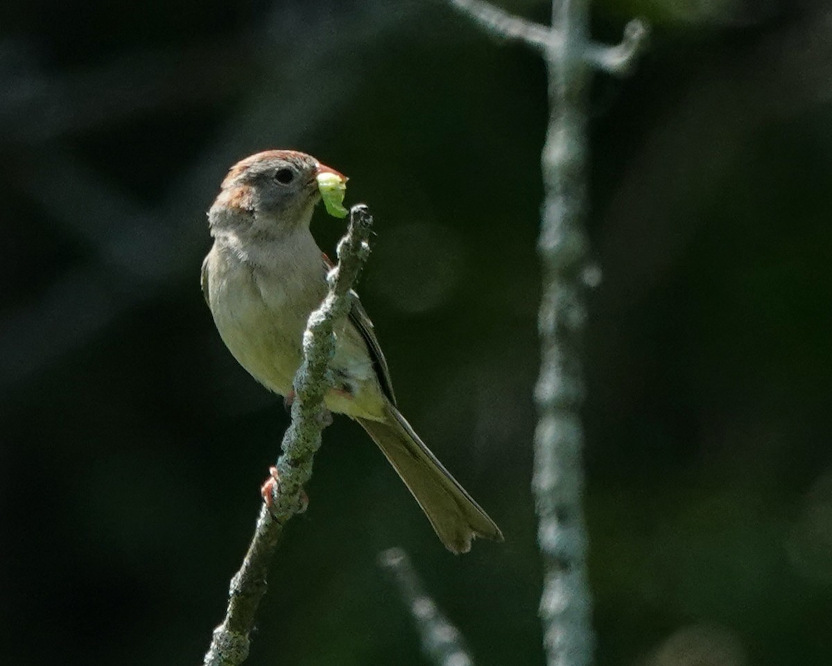 Field Sparrow - Dawn Hannay