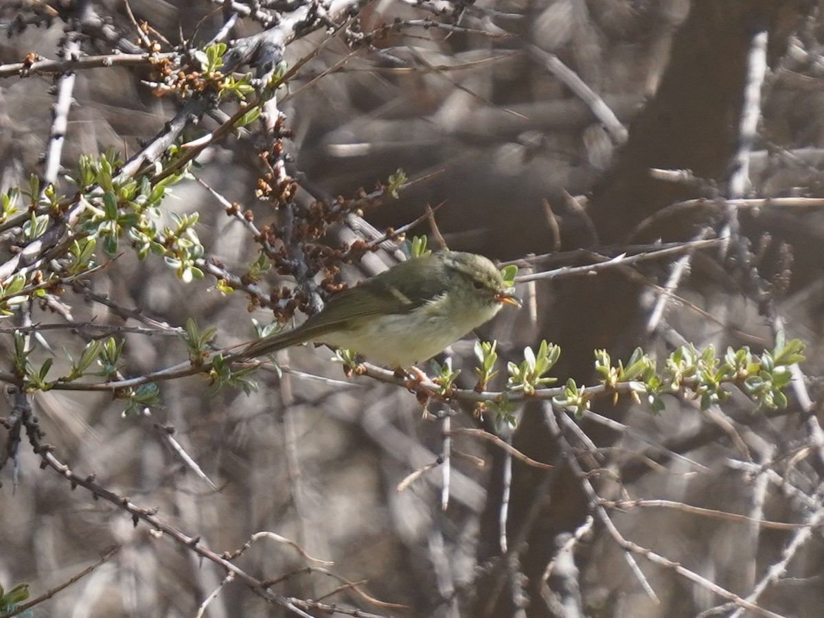 Sichuan Leaf Warbler - ML579571431