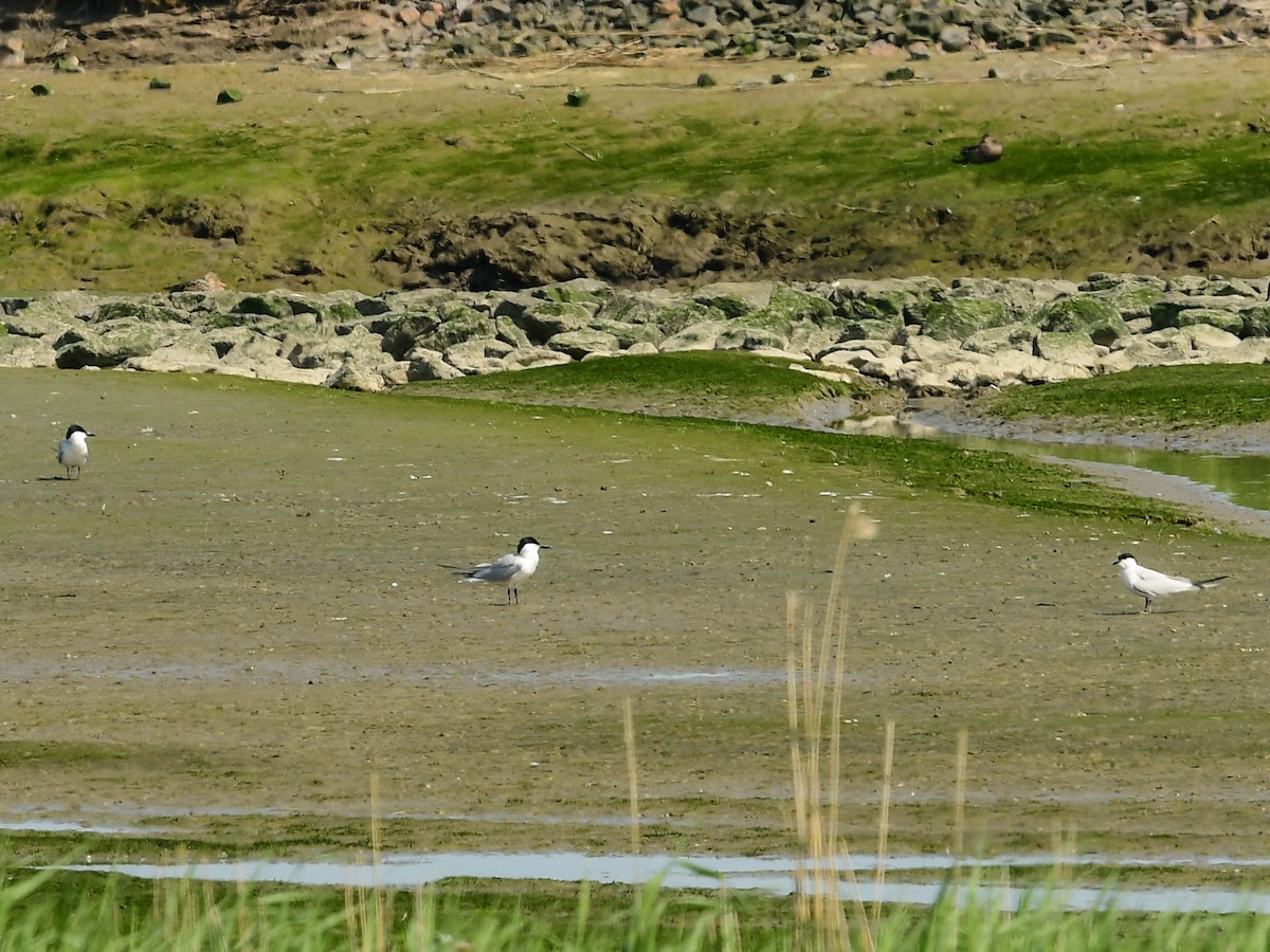 Gull-billed Tern - Xueping & Stephan Popp