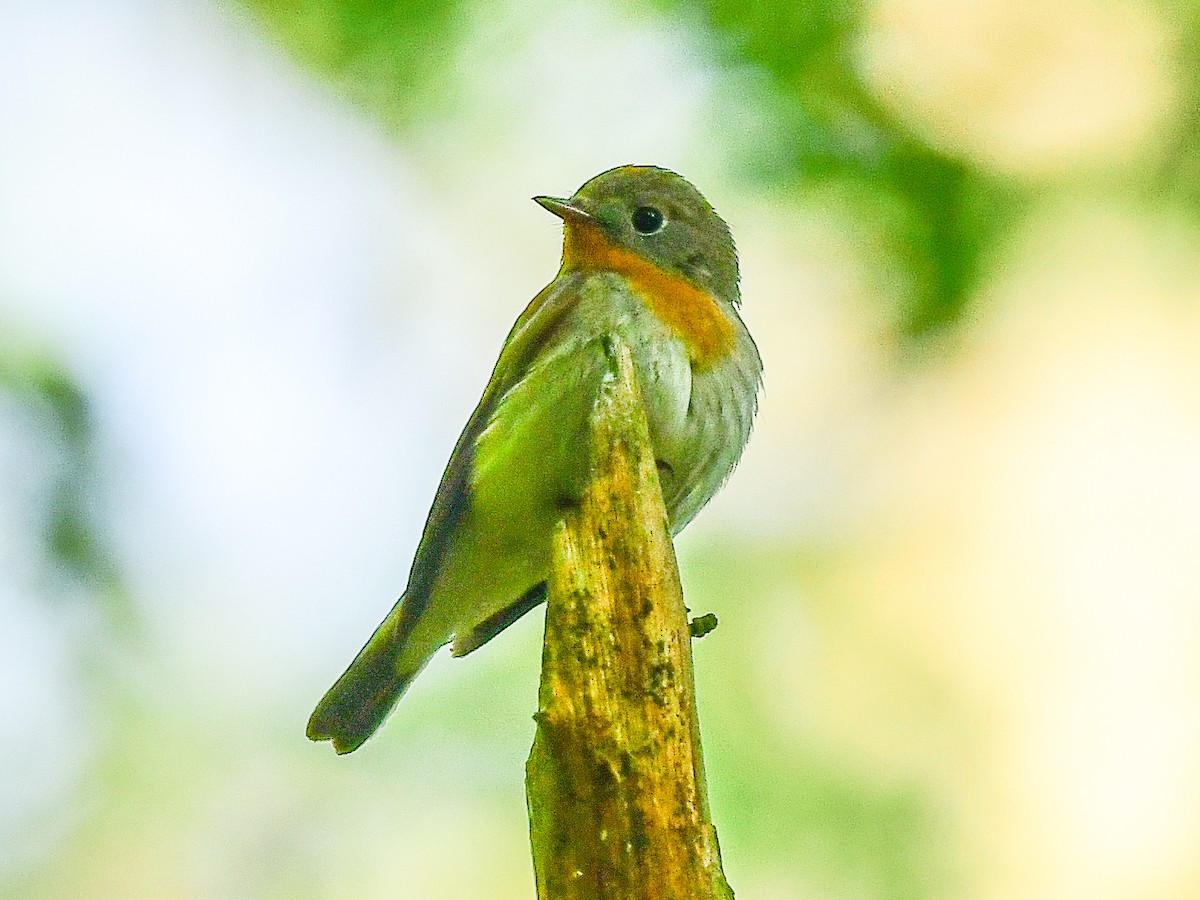 Red-breasted Flycatcher - Xueping & Stephan Popp