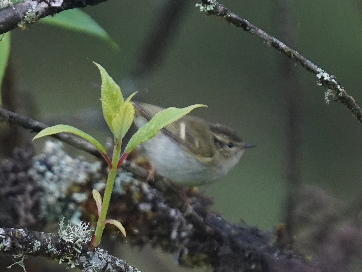 Sichuan Leaf Warbler - ML579572771