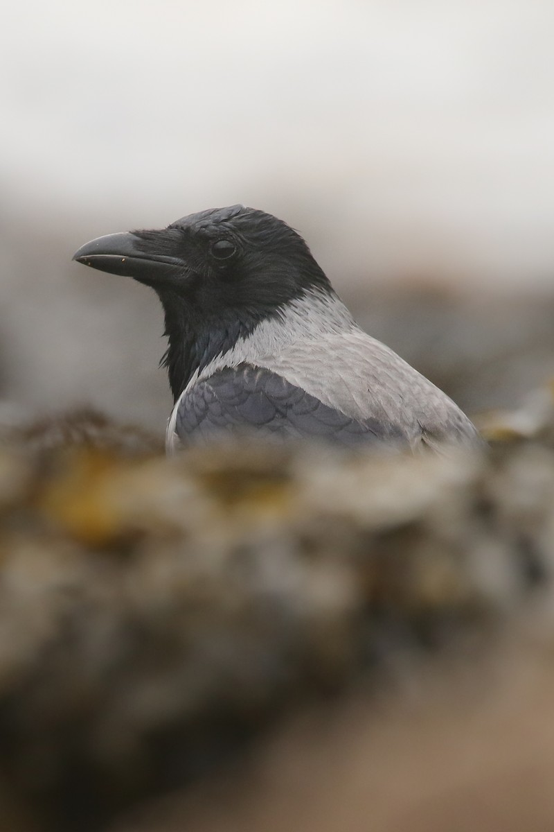 Hooded Crow - ML579573991