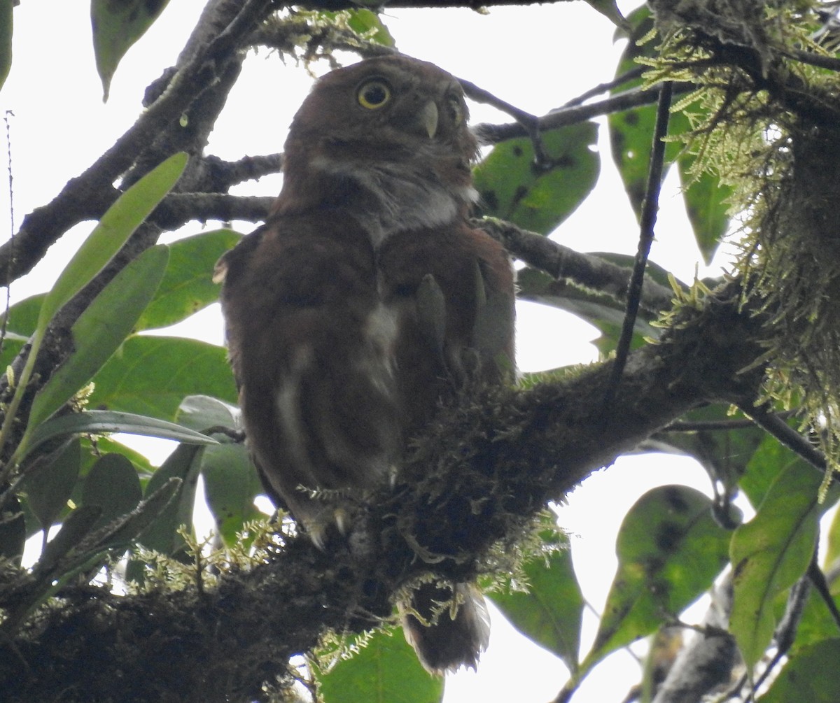 Costa Rican Pygmy-Owl - ML579574041