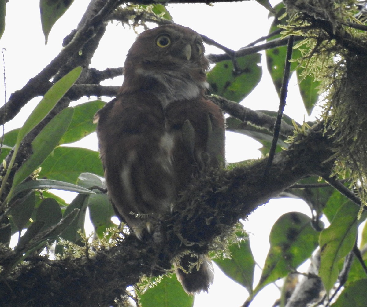 Chevêchette du Costa Rica - ML579574041