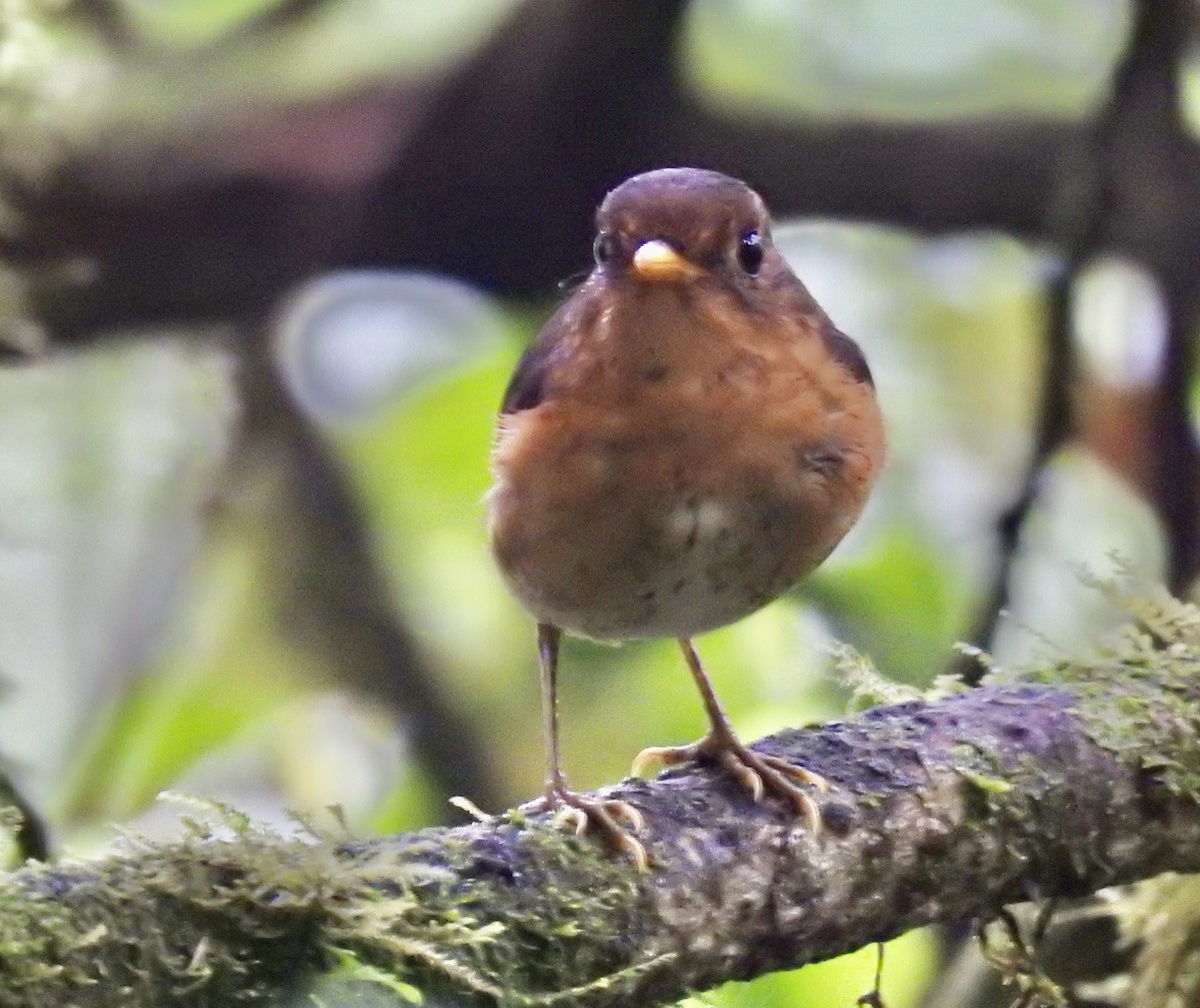 Ochre-breasted Antpitta - ML579574091