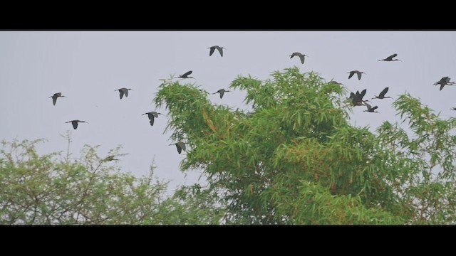 Glossy Ibis - ML579574171