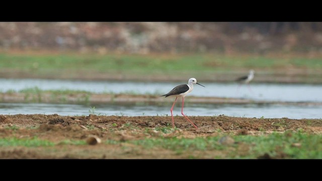 Кулик-довгоніг чорнокрилий - ML579574471