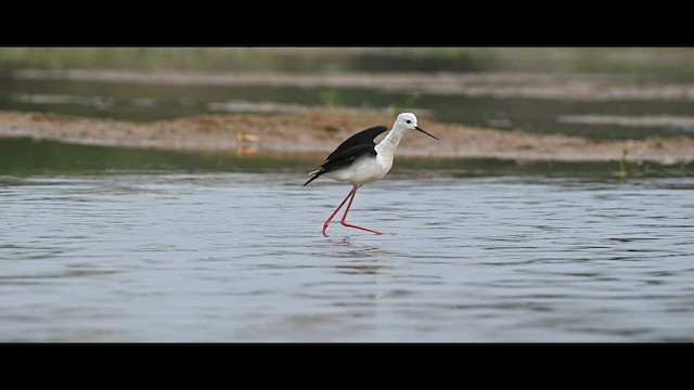 Кулик-довгоніг чорнокрилий - ML579574481