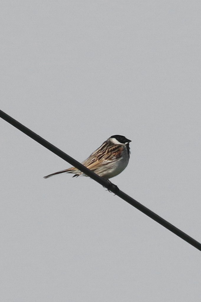 Цагаан хүзүүт хөмрөг - ML579575871