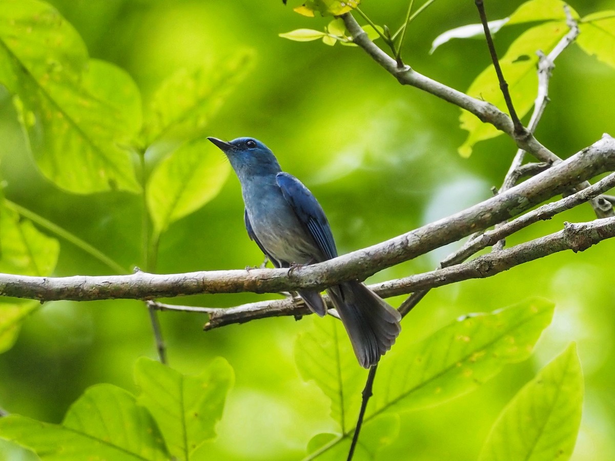 Pale Blue Flycatcher (Hartert's) - Yingyod  Lapwong