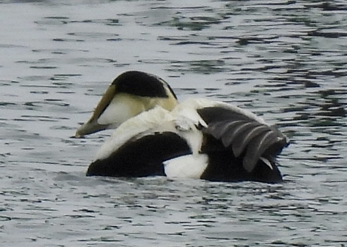 Common Eider - Greg Dowd