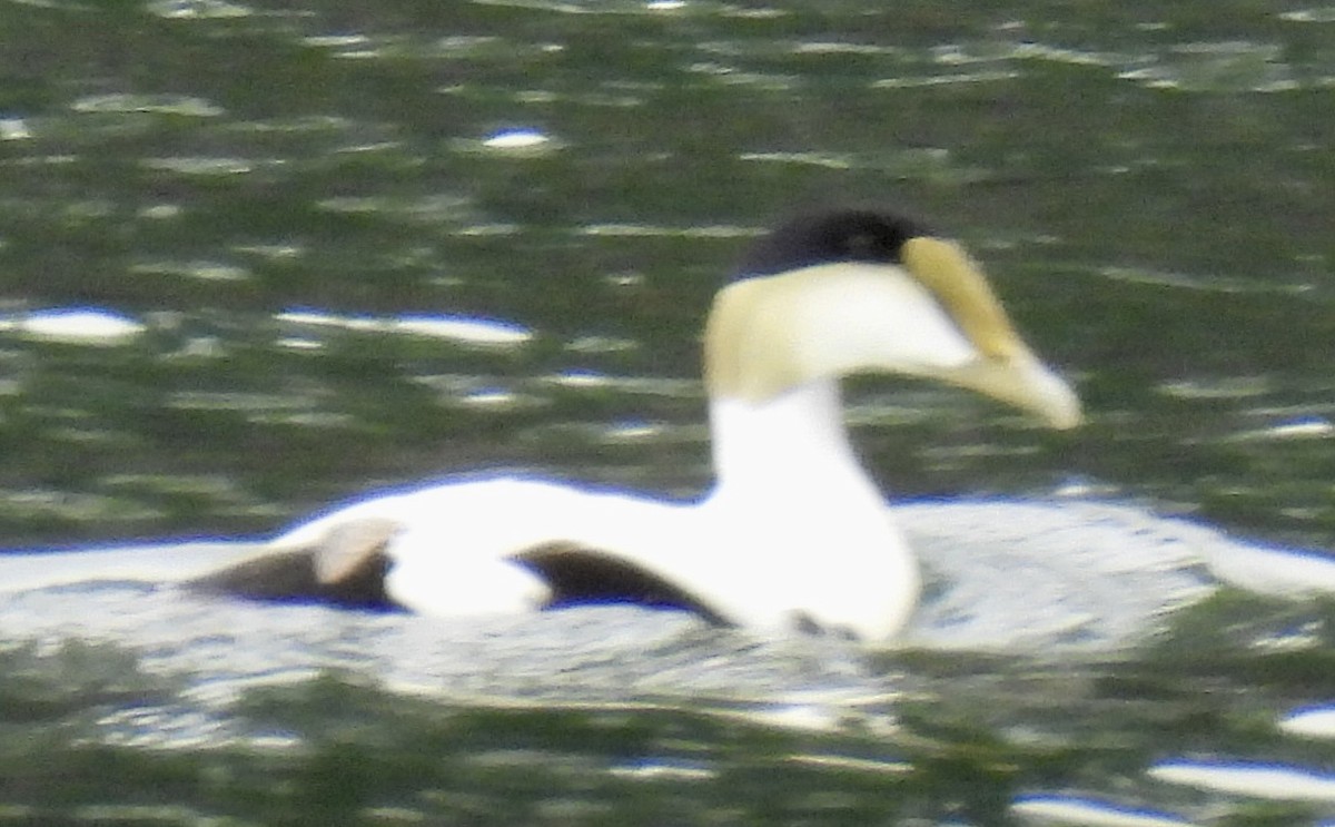 Common Eider - ML579576811