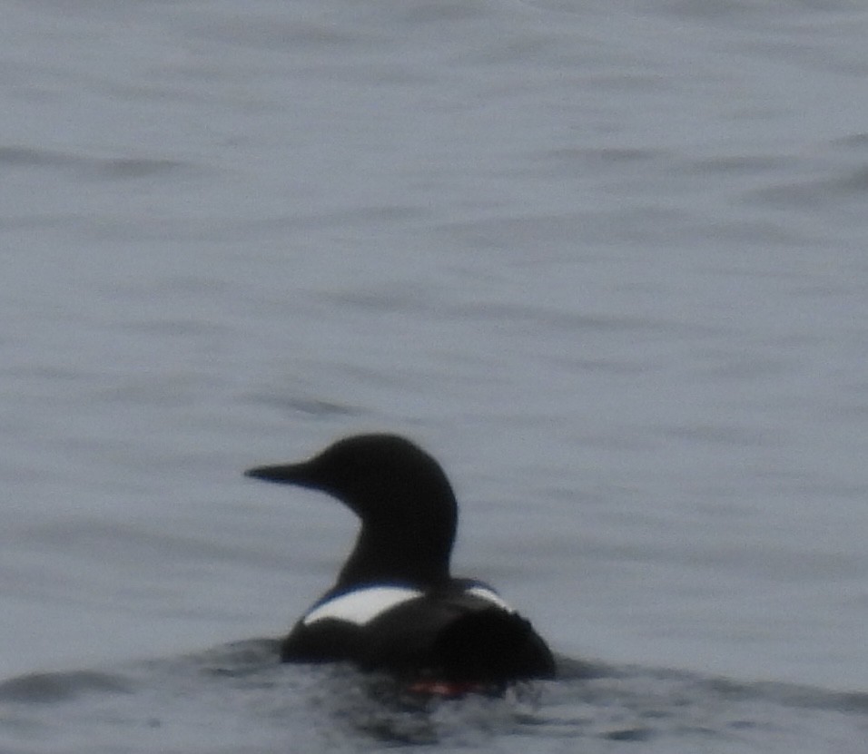 Black Guillemot - Greg Dowd