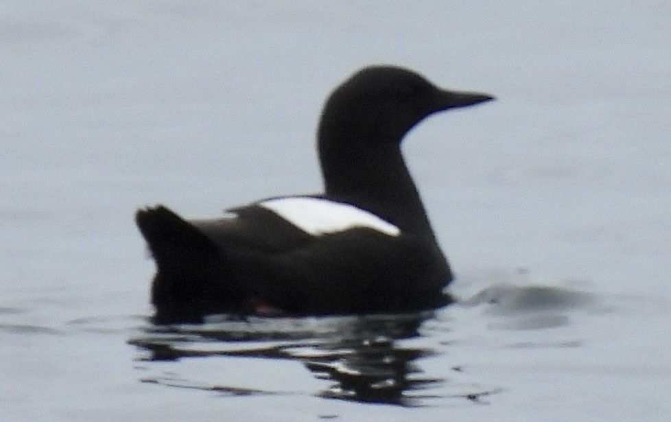 Black Guillemot - ML579576881