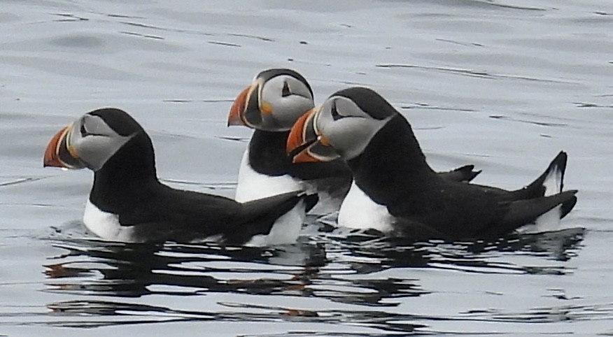 Atlantic Puffin - ML579576921