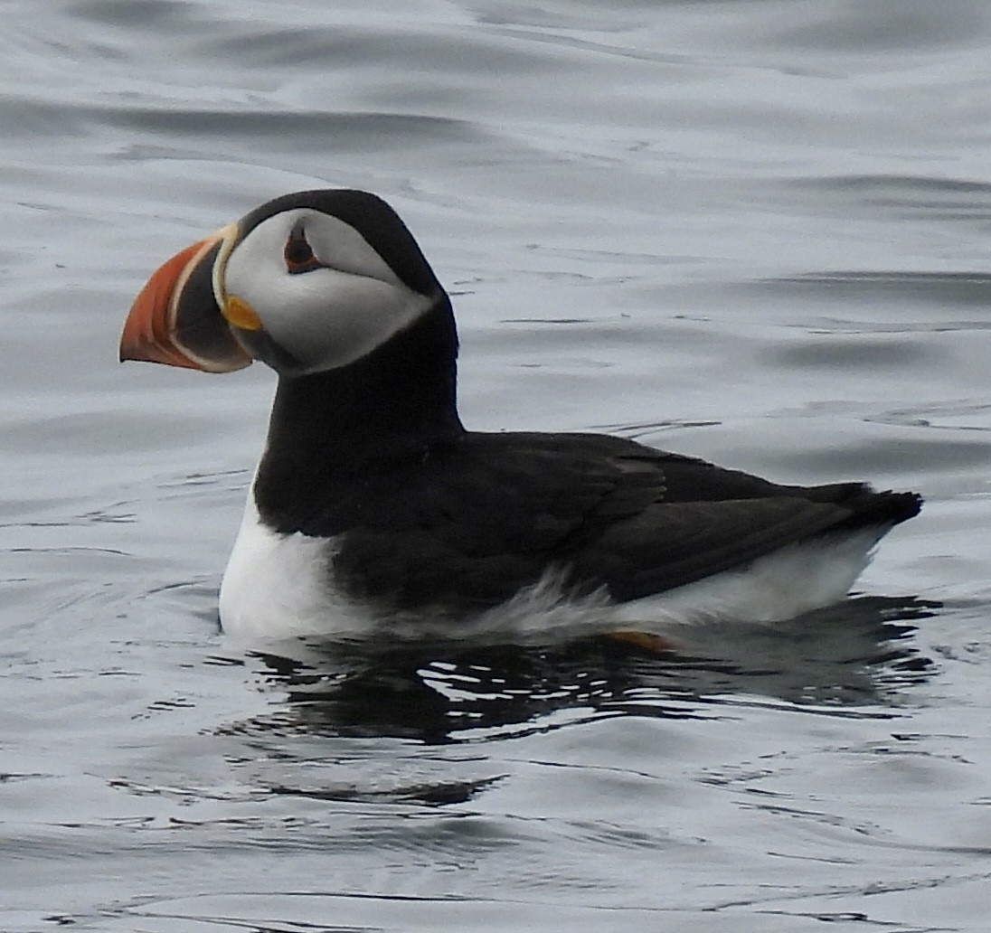 Atlantic Puffin - ML579576931