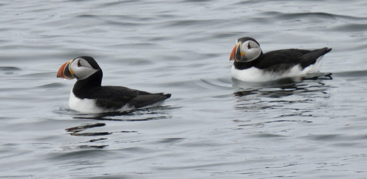 Atlantic Puffin - Greg Dowd