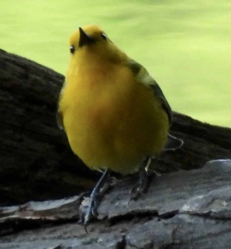 Prothonotary Warbler - Greg Dowd