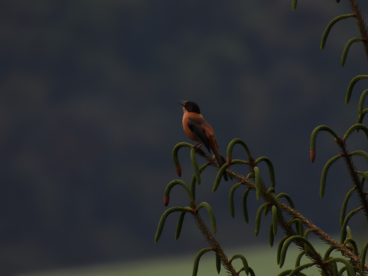Rufous Sibia - ML579577861