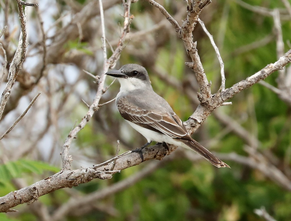 Gray Kingbird - Rob Van Epps