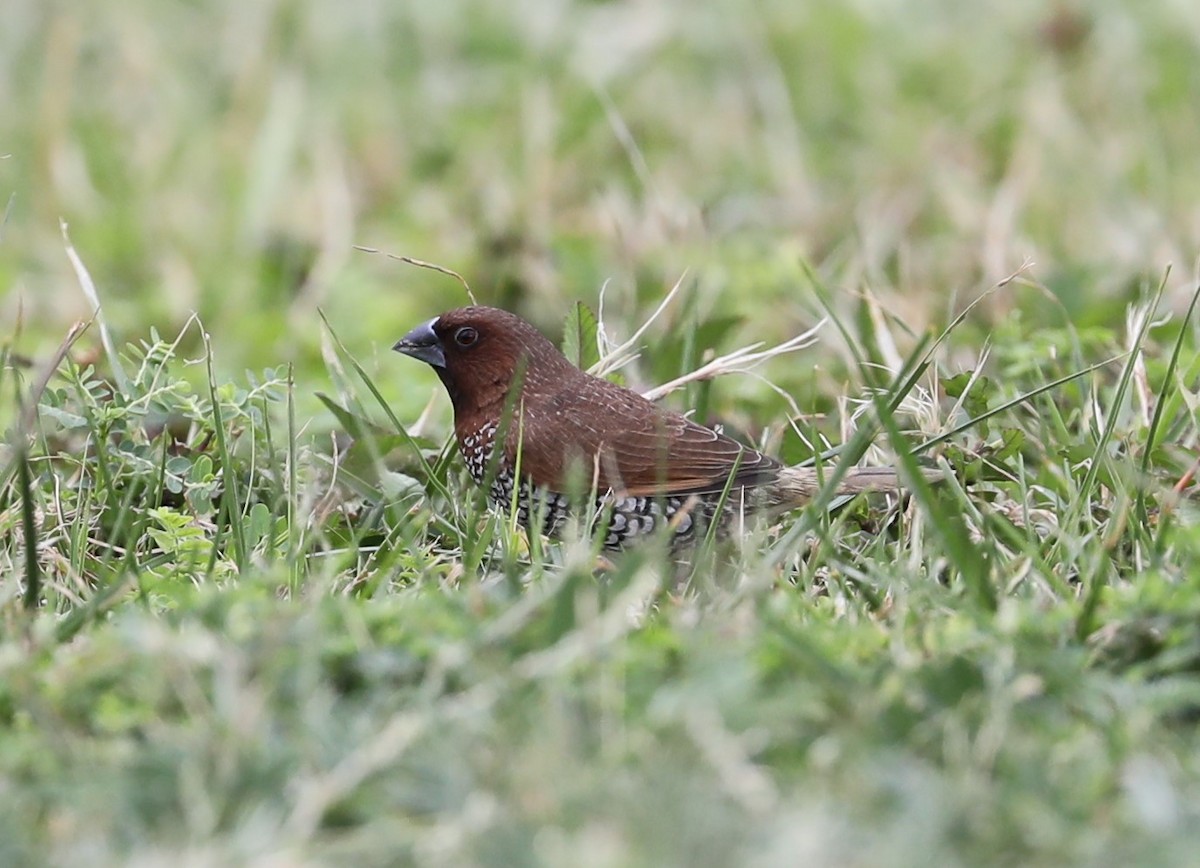 Scaly-breasted Munia - ML579578491