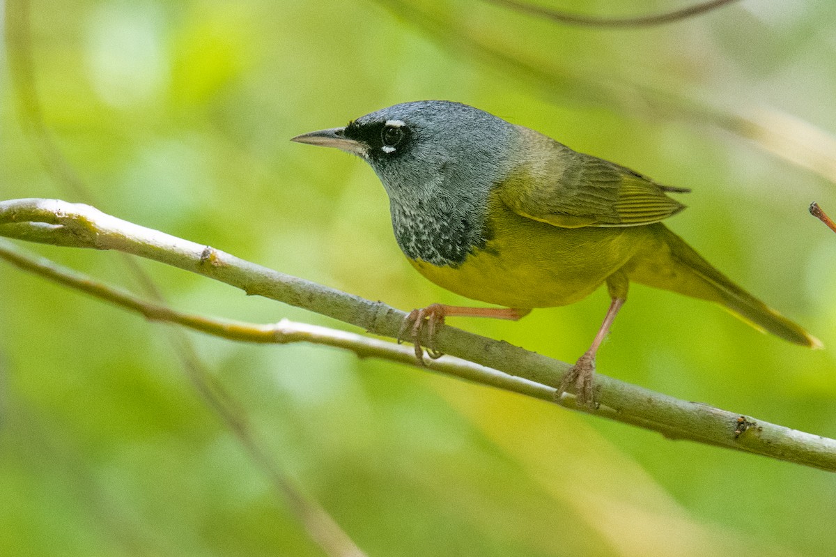 MacGillivray's Warbler - ML579578791