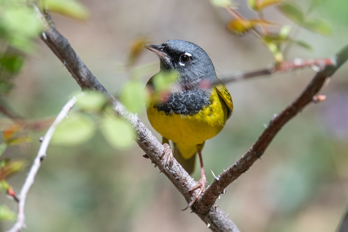 MacGillivray's Warbler - ML579578801