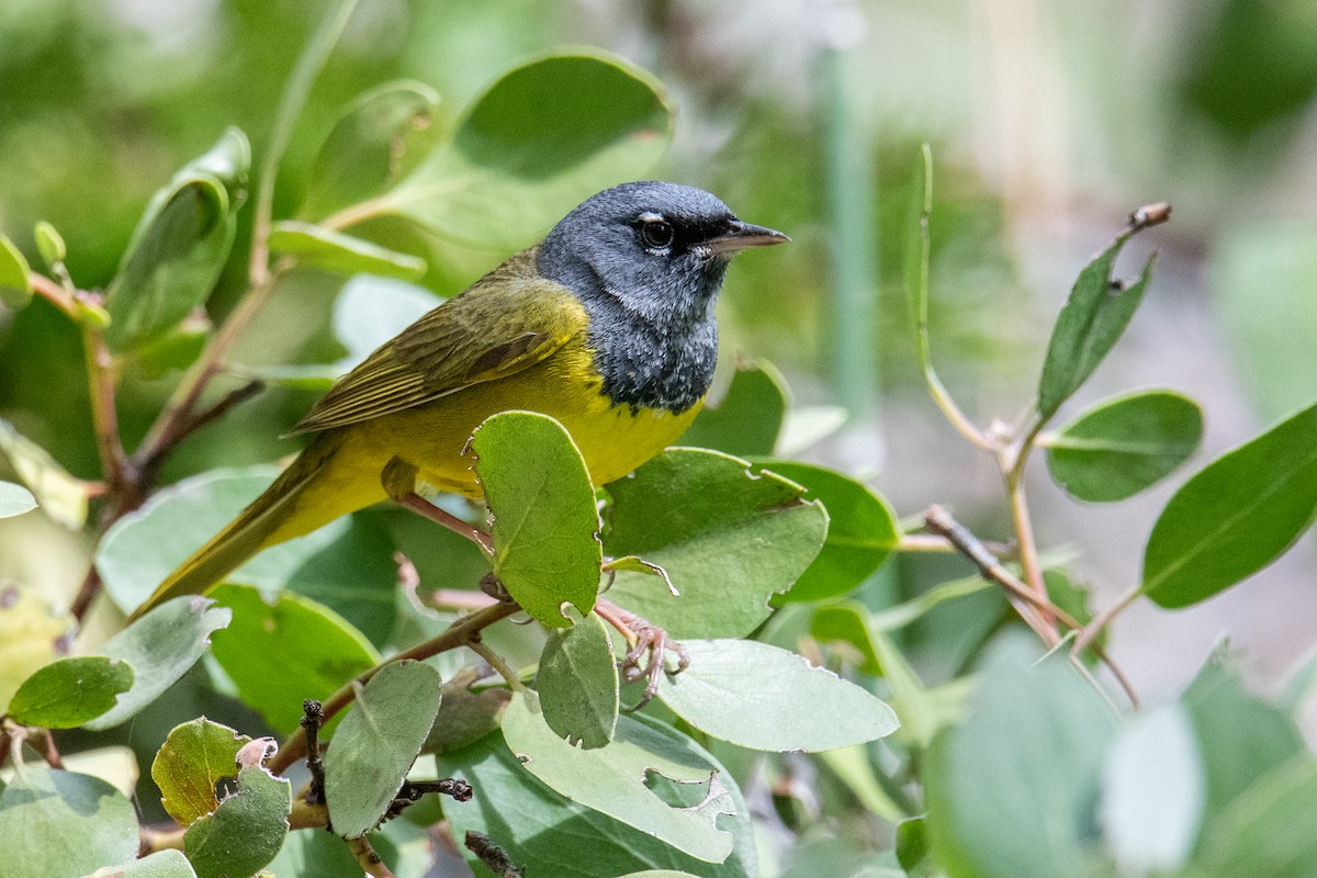 MacGillivray's Warbler - ML579578811