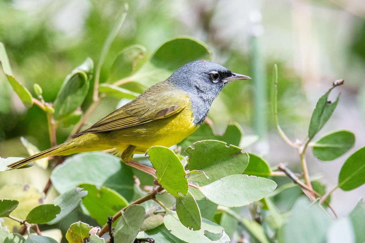 MacGillivray's Warbler - ML579578821