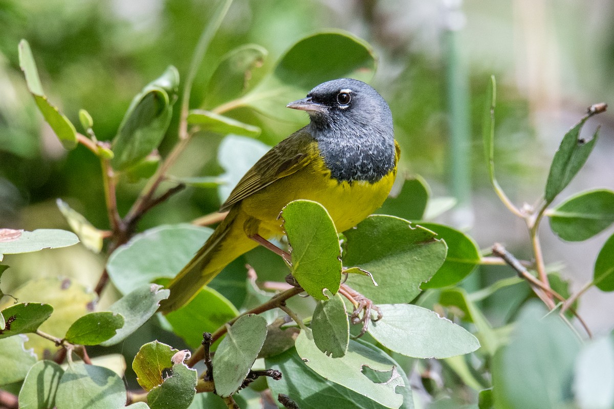MacGillivray's Warbler - ML579578831