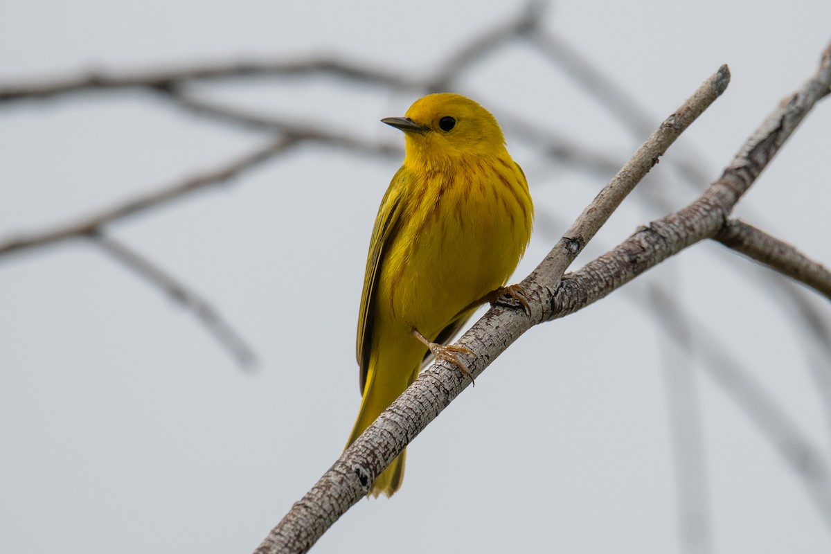 Yellow Warbler (Northern) - ML579578871