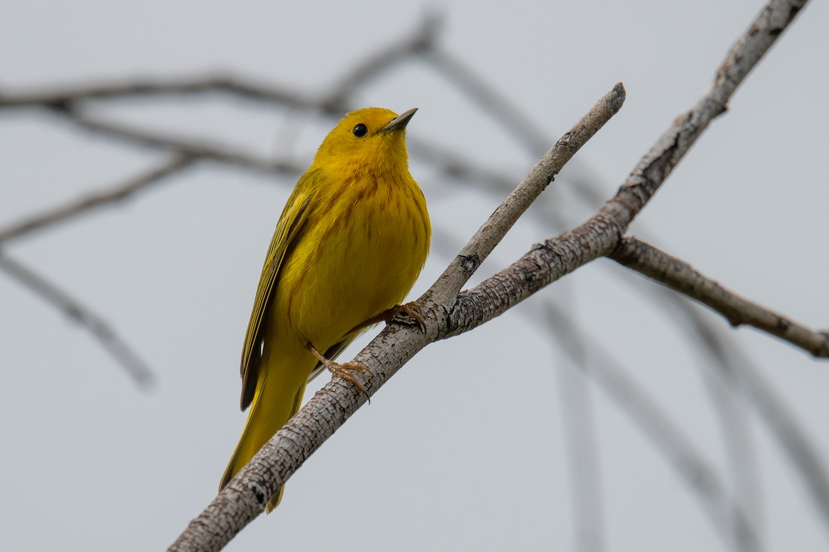 Yellow Warbler (Northern) - ML579578891