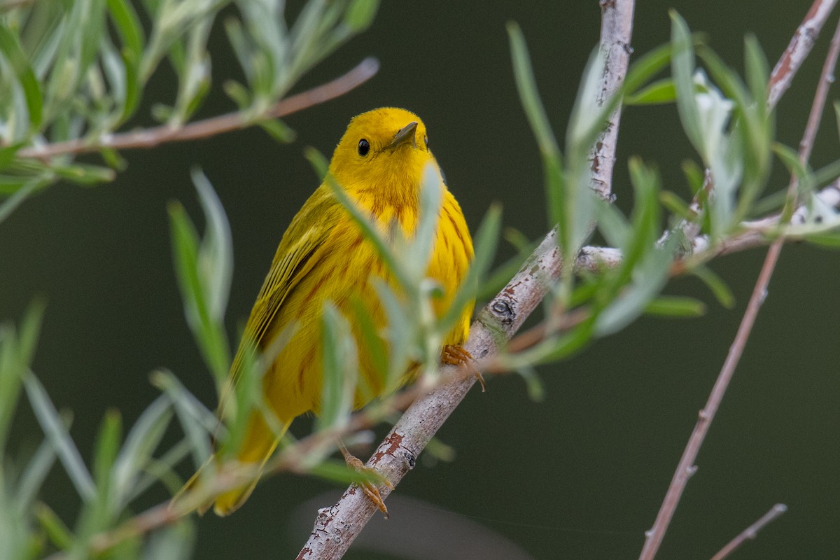 Yellow Warbler (Northern) - ML579578901