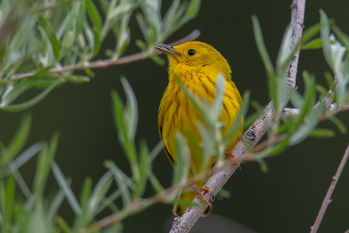 Yellow Warbler (Northern) - ML579578911
