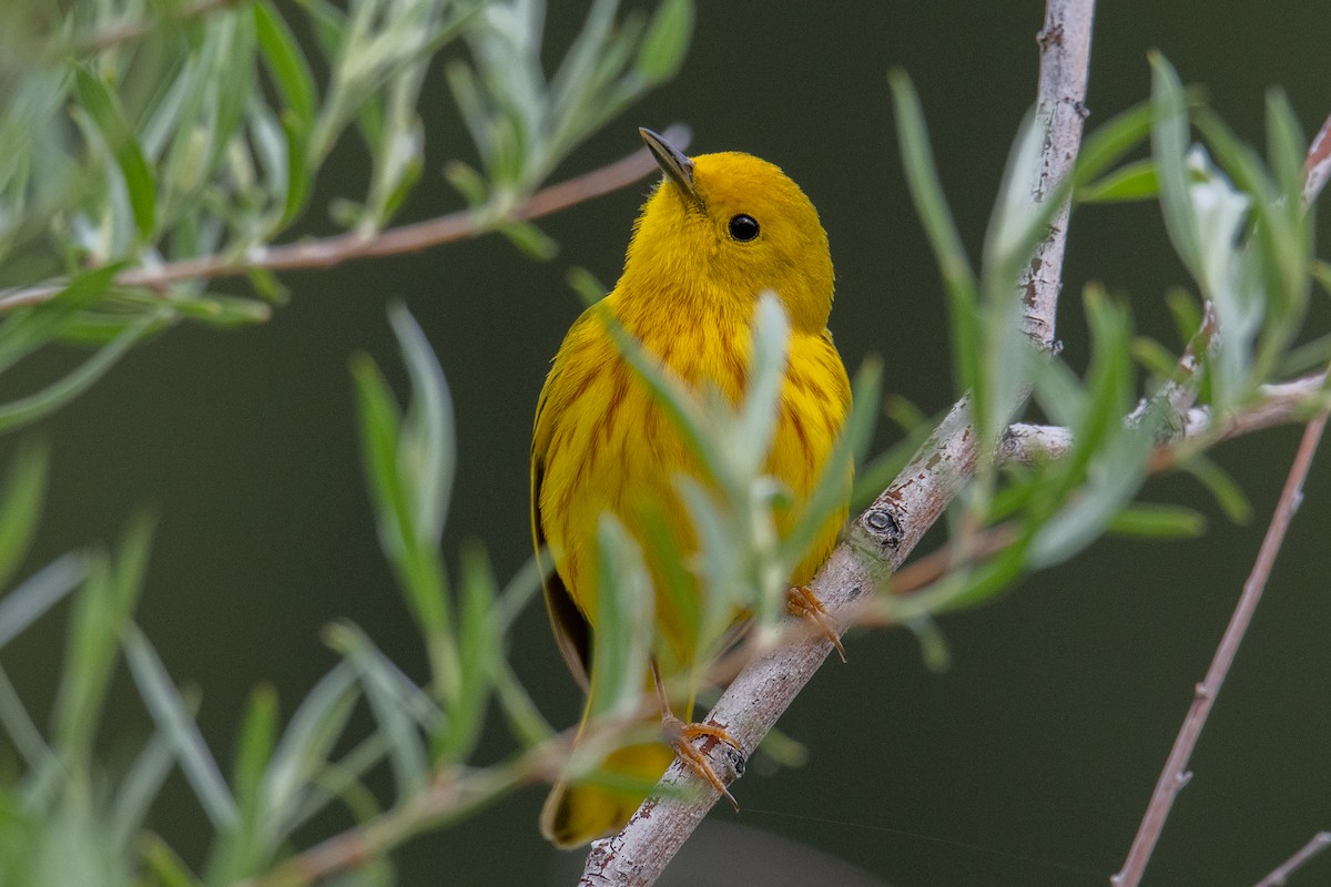 Yellow Warbler (Northern) - ML579578921
