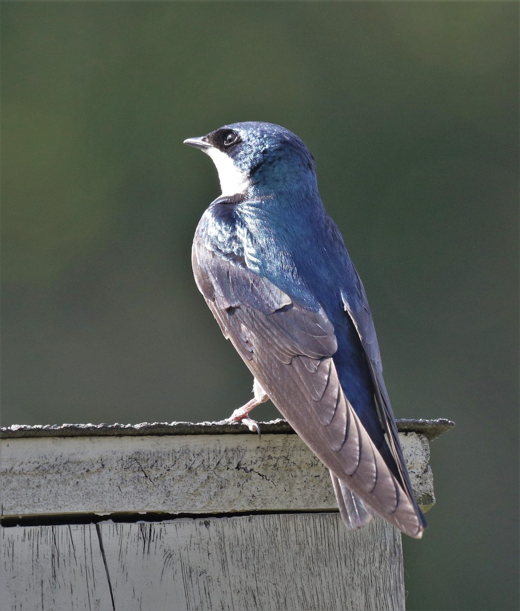 Tree Swallow - ML579578981