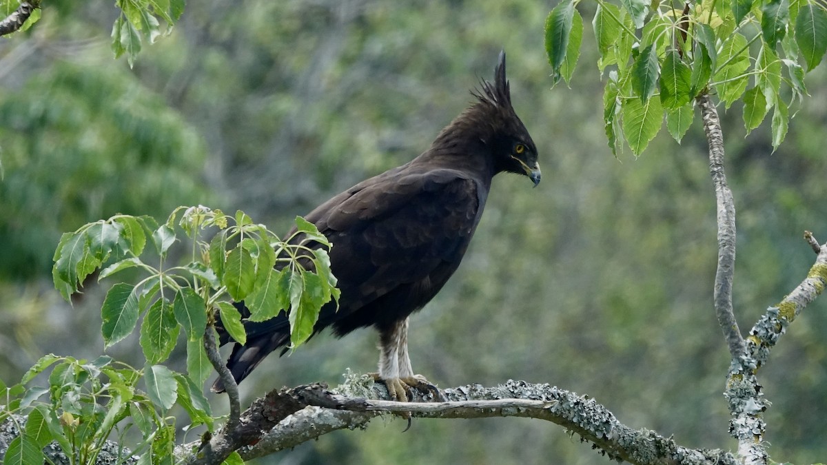 Long-crested Eagle - ML579579031