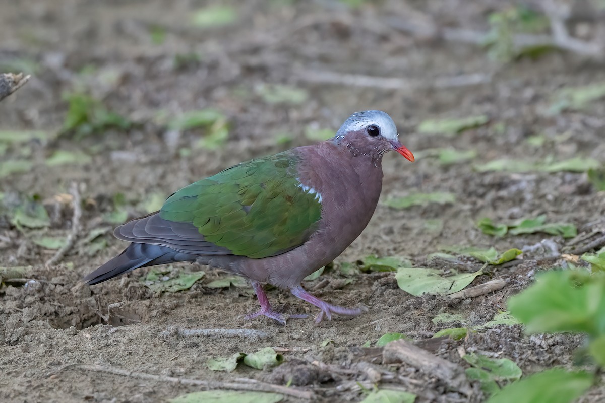 Asian Emerald Dove - ML579581331