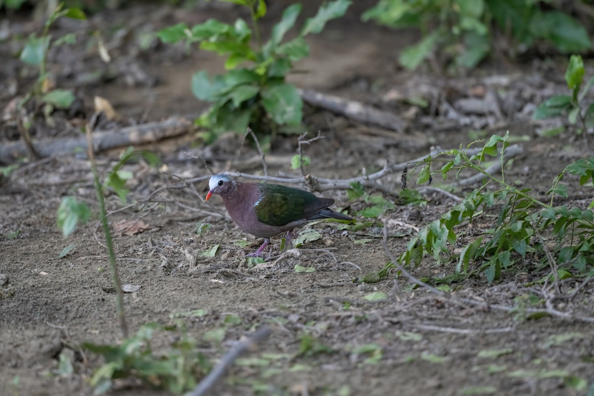 Asian Emerald Dove - ML579581361