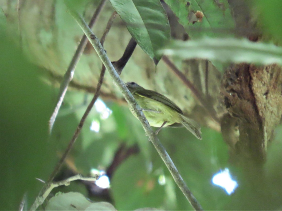 Boat-billed Tody-Tyrant - Hugo Foxonet