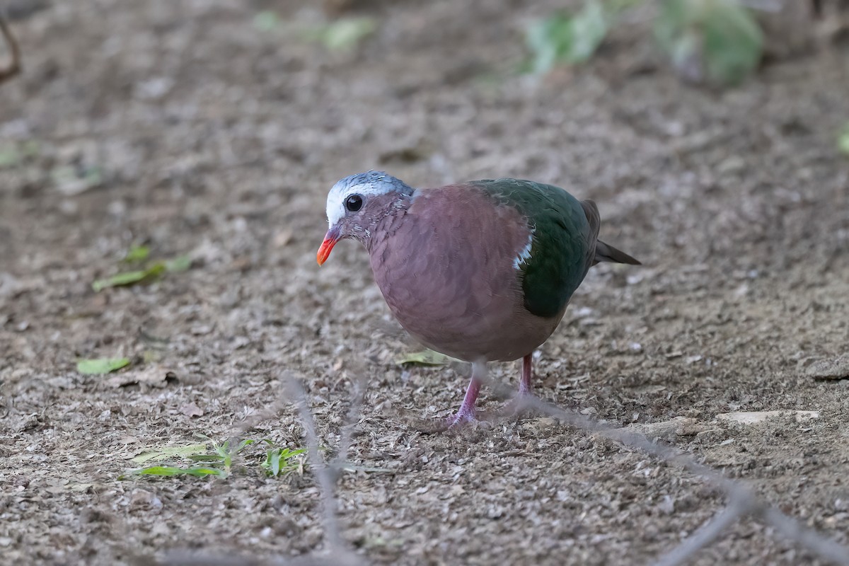 Asian Emerald Dove - ML579581411