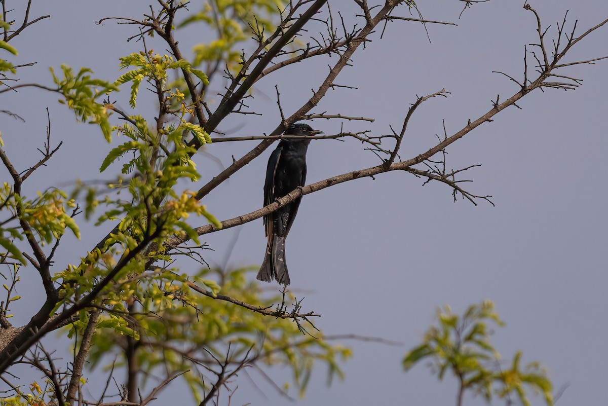 Square-tailed Drongo-Cuckoo - ML579583071