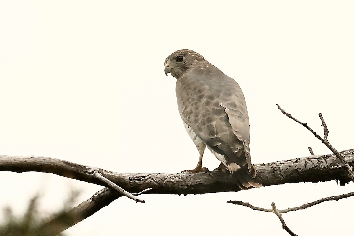 Broad-winged Hawk - ML579583621