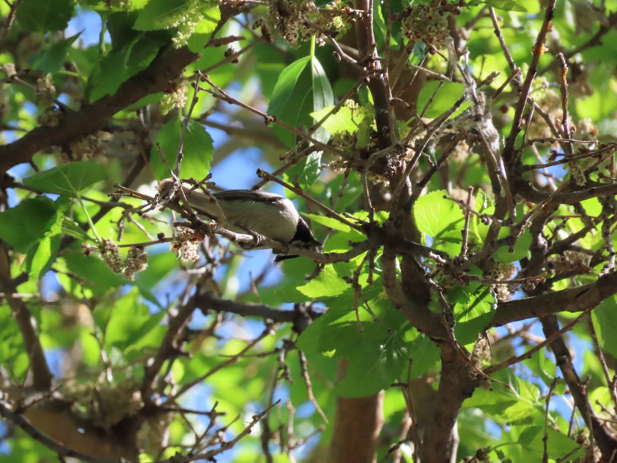 Bridled Titmouse - ML579584201